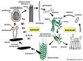 Ergot 